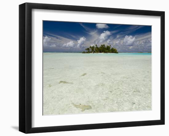 Sharks, Blue Lagoon, Rangiroa, Tuamotu Archipelago, French Polynesia Islands-Sergio Pitamitz-Framed Photographic Print