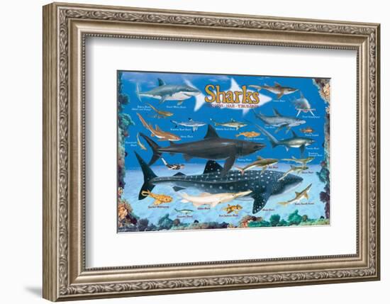 Sharks for Kids-null-Framed Premium Giclee Print