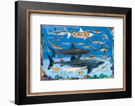 Sharks for Kids-null-Framed Premium Giclee Print