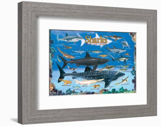 Sharks for Kids-null-Framed Premium Giclee Print
