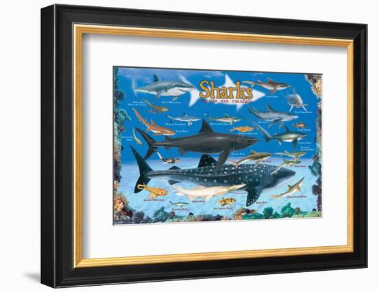 Sharks for Kids-null-Framed Premium Giclee Print