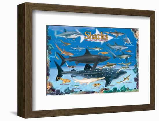 Sharks for Kids-null-Framed Premium Giclee Print