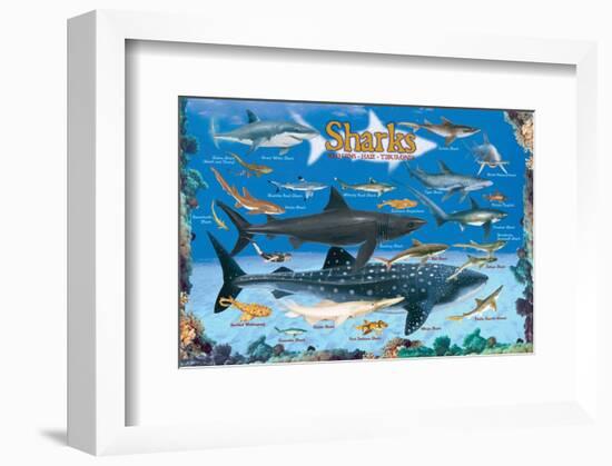 Sharks for Kids-null-Framed Premium Giclee Print