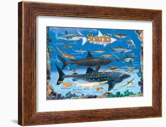 Sharks for Kids-null-Framed Art Print