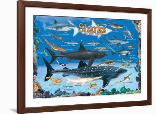 Sharks for Kids-null-Framed Art Print