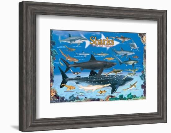 Sharks for Kids-null-Framed Art Print