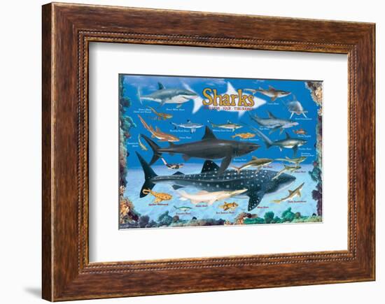 Sharks for Kids-null-Framed Art Print