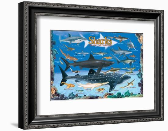 Sharks for Kids--Framed Art Print