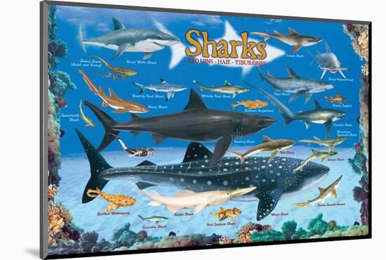 Sharks for Kids-null-Mounted Art Print