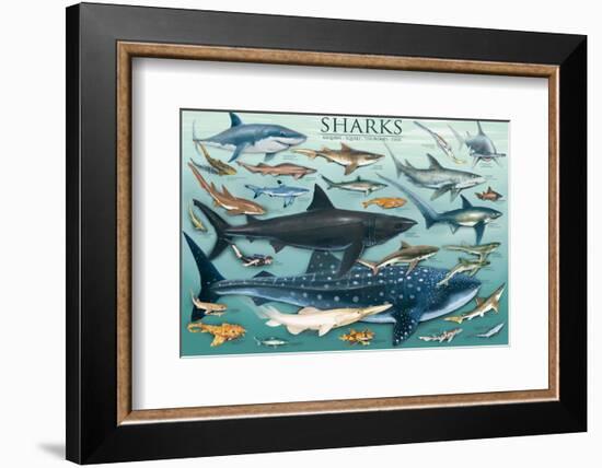 Sharks-null-Framed Premium Giclee Print