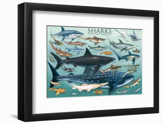 Sharks-null-Framed Premium Giclee Print