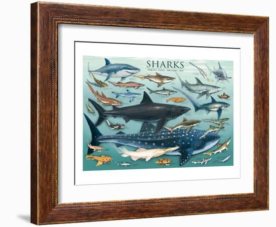 Sharks-null-Framed Art Print