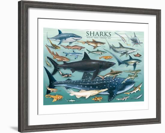 Sharks-null-Framed Art Print