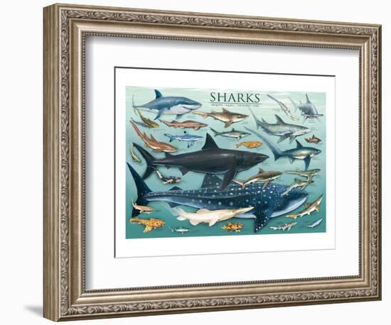 Sharks-null-Framed Art Print