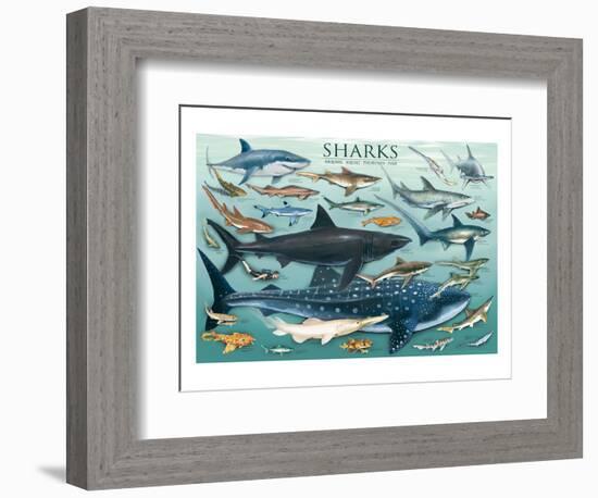 Sharks-null-Framed Art Print