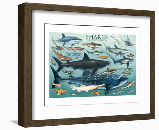 Sharks-null-Framed Art Print