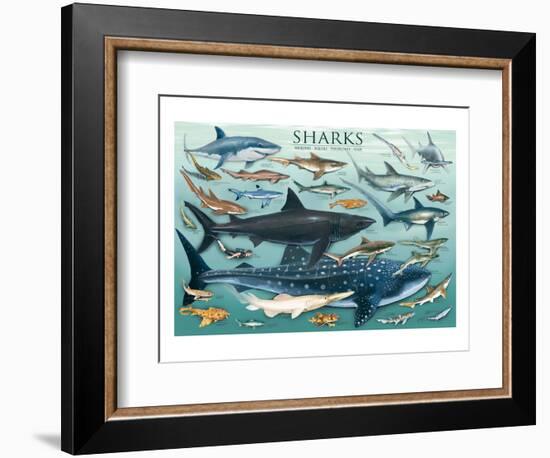 Sharks-null-Framed Art Print