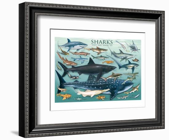 Sharks-null-Framed Art Print