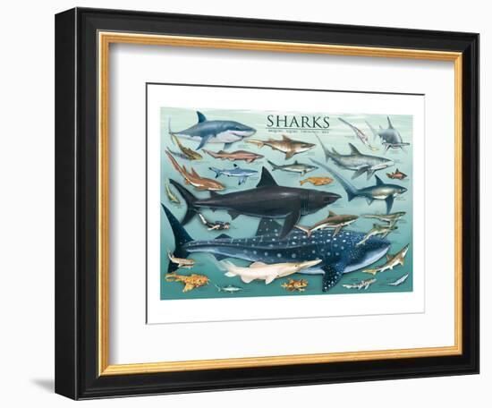 Sharks-null-Framed Art Print