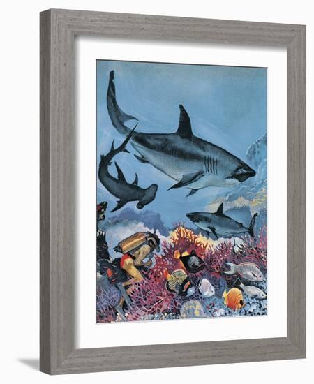 Sharks-G. W Backhouse-Framed Giclee Print