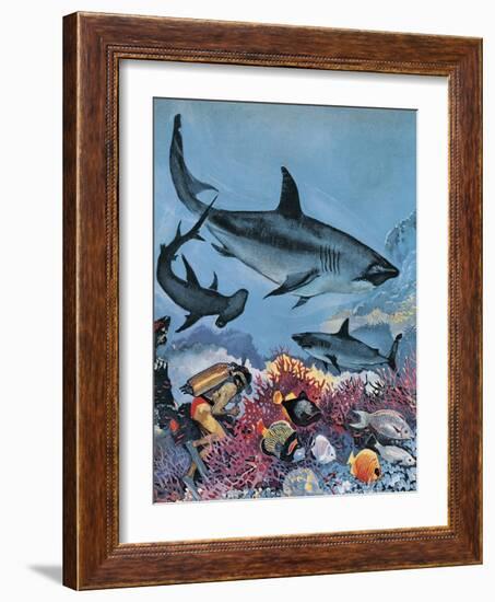 Sharks-G. W Backhouse-Framed Giclee Print