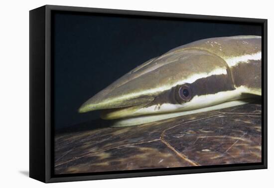 Sharksucker on Turtle (Echeneis Naucrates), Marsa Alam, Red Sea, Egypt-Reinhard Dirscherl-Framed Premier Image Canvas