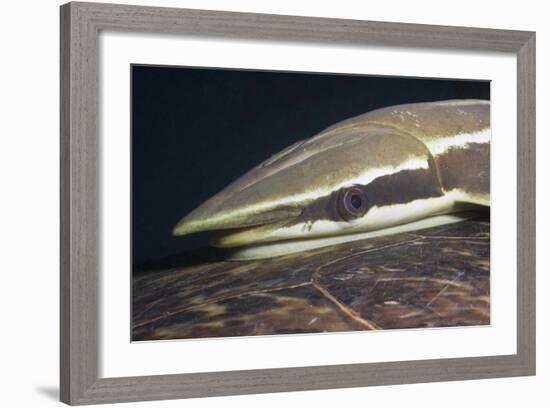 Sharksucker on Turtle (Echeneis Naucrates), Marsa Alam, Red Sea, Egypt-Reinhard Dirscherl-Framed Photographic Print