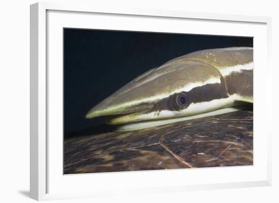 Sharksucker on Turtle (Echeneis Naucrates), Marsa Alam, Red Sea, Egypt-Reinhard Dirscherl-Framed Photographic Print