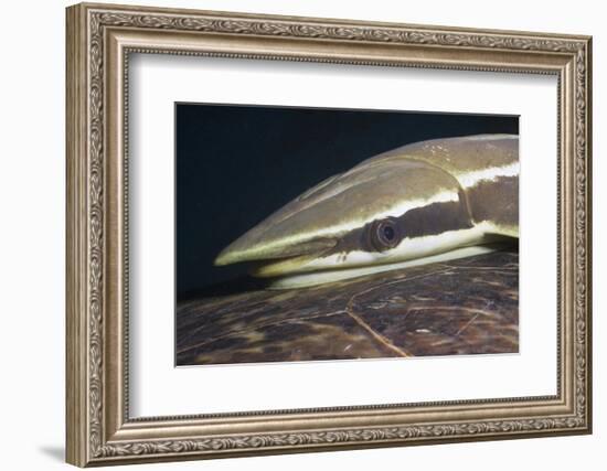Sharksucker on Turtle (Echeneis Naucrates), Marsa Alam, Red Sea, Egypt-Reinhard Dirscherl-Framed Photographic Print