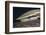 Sharksucker on Turtle (Echeneis Naucrates), Marsa Alam, Red Sea, Egypt-Reinhard Dirscherl-Framed Photographic Print