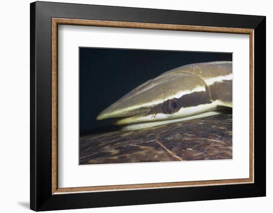 Sharksucker on Turtle (Echeneis Naucrates), Marsa Alam, Red Sea, Egypt-Reinhard Dirscherl-Framed Photographic Print