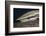 Sharksucker on Turtle (Echeneis Naucrates), Marsa Alam, Red Sea, Egypt-Reinhard Dirscherl-Framed Photographic Print