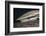 Sharksucker on Turtle (Echeneis Naucrates), Marsa Alam, Red Sea, Egypt-Reinhard Dirscherl-Framed Photographic Print