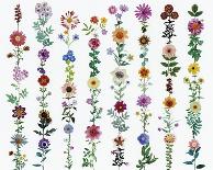 Flora Linea-Sharon Elphick-Giclee Print