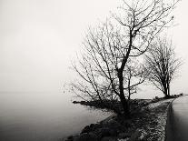 Bare Trees on a Lake Side Bank-Sharon Wish-Photographic Print