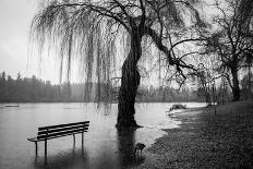 Bare Trees on a Lake Side Bank-Sharon Wish-Photographic Print
