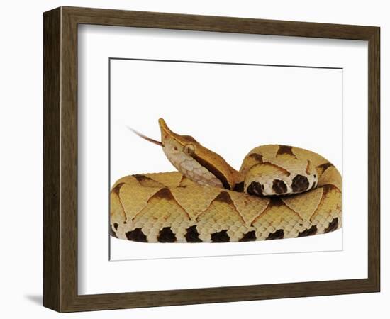 Sharp-Nosed Viper-Martin Harvey-Framed Photographic Print