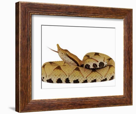 Sharp-Nosed Viper-Martin Harvey-Framed Photographic Print