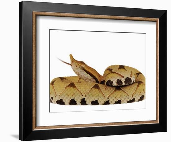 Sharp-Nosed Viper-Martin Harvey-Framed Photographic Print