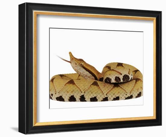 Sharp-Nosed Viper-Martin Harvey-Framed Photographic Print