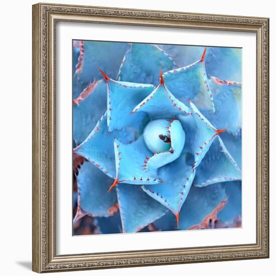 Sharp Pointed Agave Plant Leaves-asharkyu-Framed Photographic Print