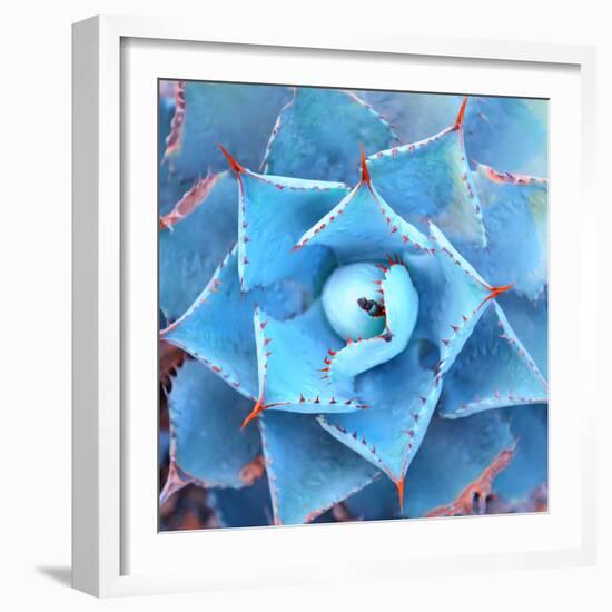 Sharp Pointed Agave Plant Leaves-asharkyu-Framed Photographic Print