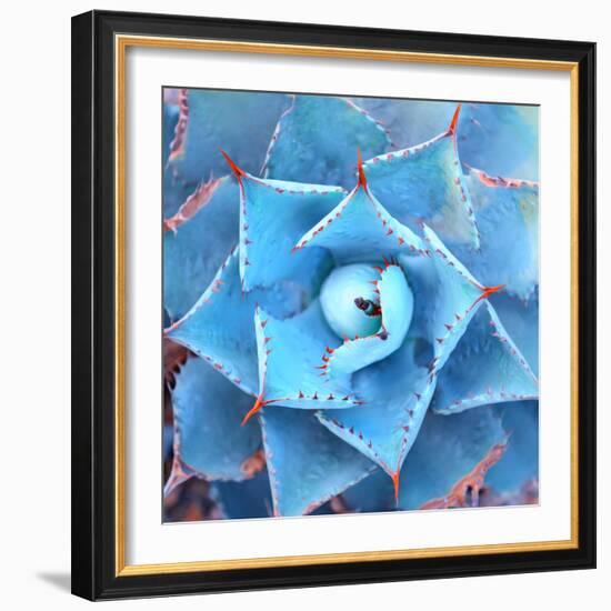 Sharp Pointed Agave Plant Leaves-asharkyu-Framed Photographic Print