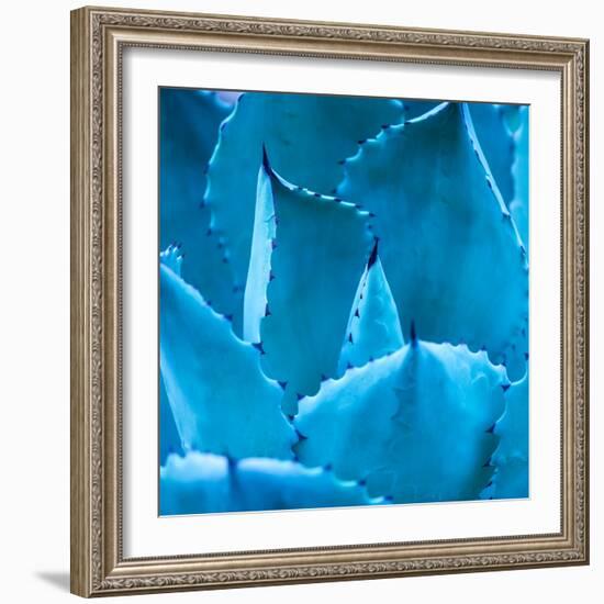 Sharp Pointed Agave Plant Leaves-kenny001-Framed Photographic Print