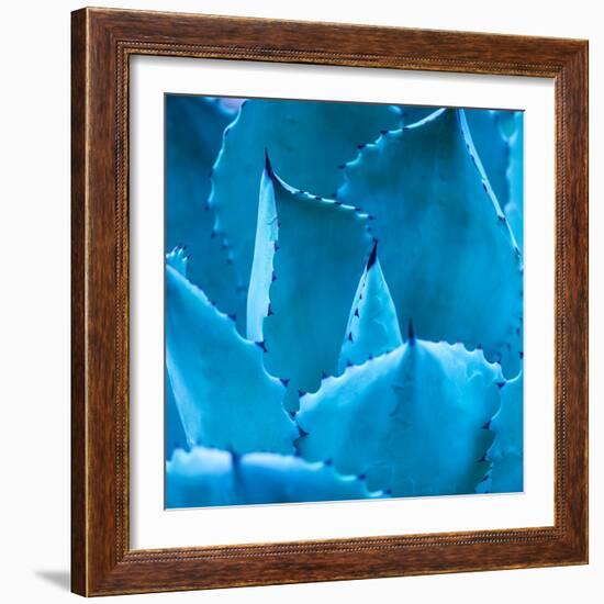 Sharp Pointed Agave Plant Leaves-kenny001-Framed Photographic Print