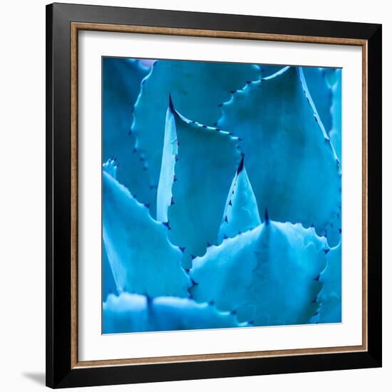 Sharp Pointed Agave Plant Leaves-kenny001-Framed Photographic Print