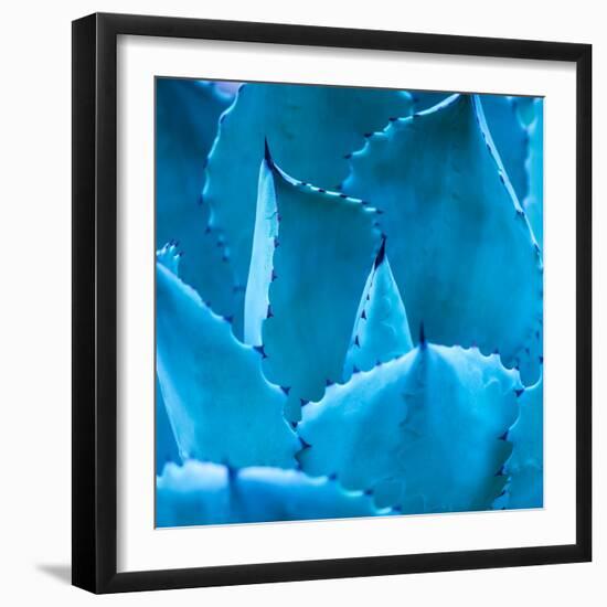 Sharp Pointed Agave Plant Leaves-kenny001-Framed Photographic Print