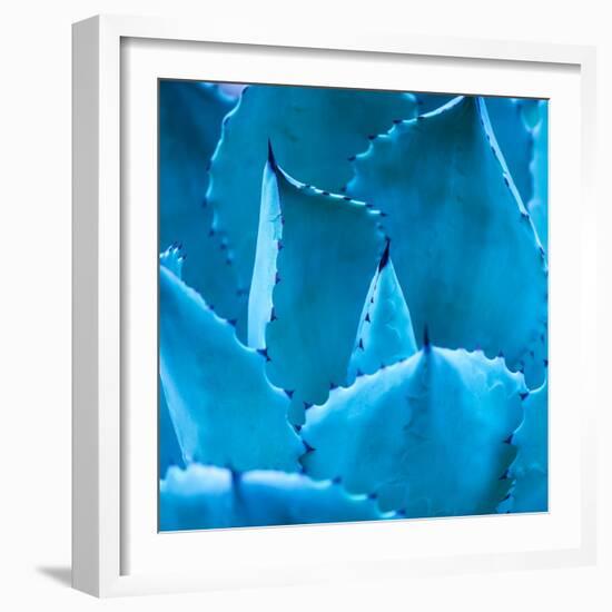 Sharp Pointed Agave Plant Leaves-kenny001-Framed Photographic Print