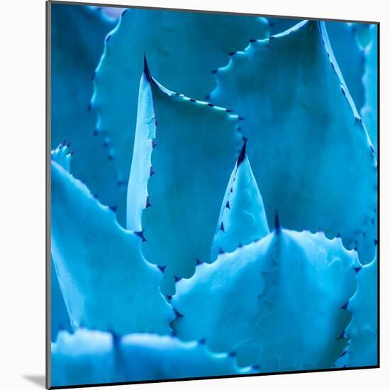 Sharp Pointed Agave Plant Leaves-kenny001-Mounted Photographic Print