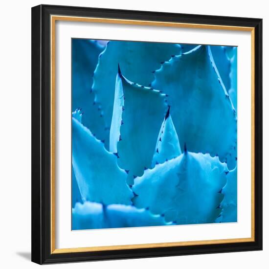 Sharp Pointed Agave Plant Leaves-kenny001-Framed Photographic Print